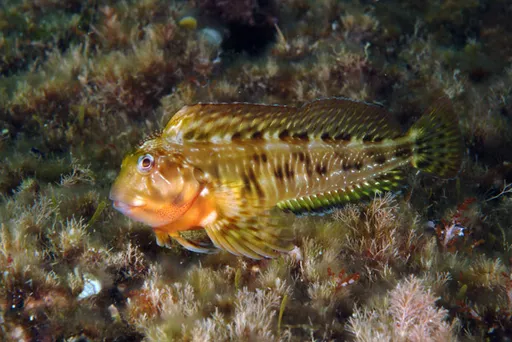 Molly Miller Blenny (Scartella cristata)