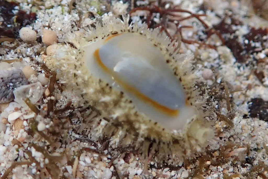 Ring Cowrie (Monetaria annulus)