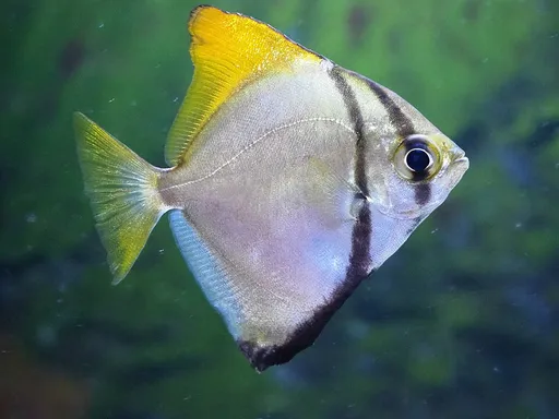 Silver mono (Monodactylus argenteus)