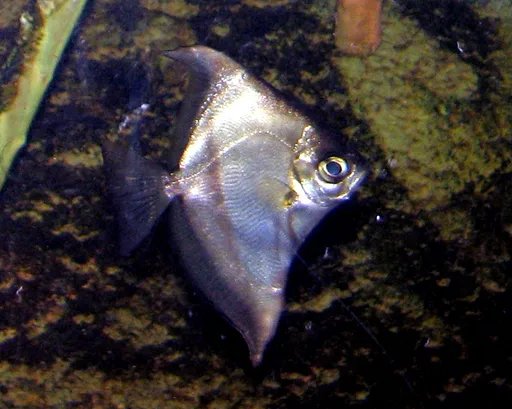 Sebae mono (Monodactylus sebae)
