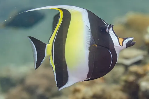 Moorish Idol (Zanclus cornutus)