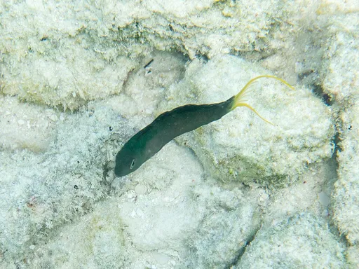 Mozambique Fangblenny (Meiacanthus mossambicus)
