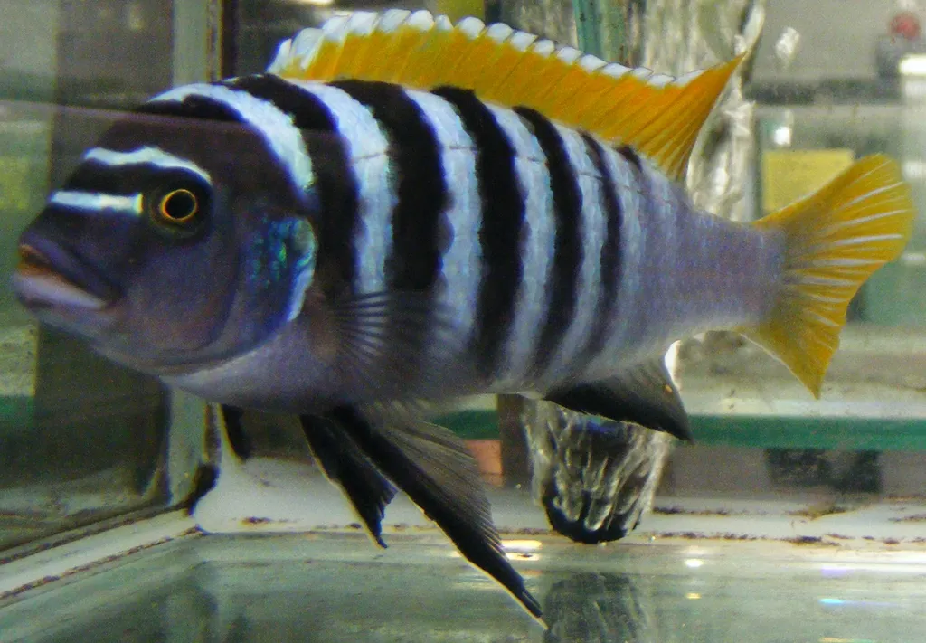Mpanga red-top zebra (Maylandia emmiltos)