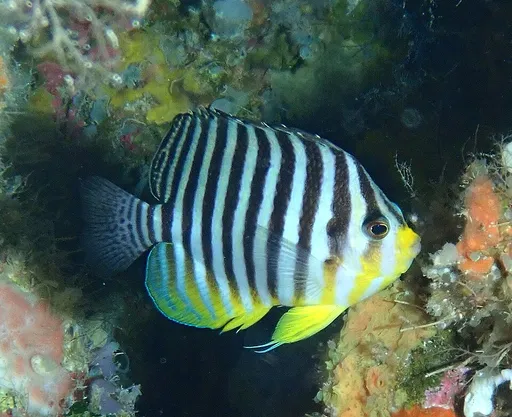 Multibarred Angelfish (Paracentropyge multifasciata)