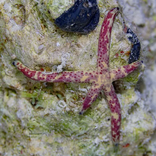 Multicolor Sea Star (Linckia multifora)