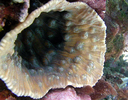 Peacock Chalice Coral (Mycedium elephantotus)