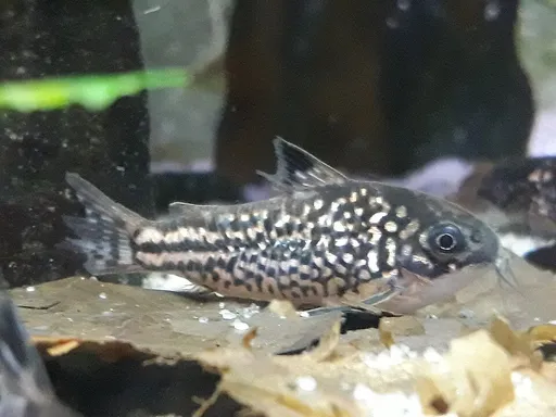 Napo cory (Corydoras napoensis)
