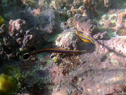 Narrowstripe Pipefish (Doryrhamphus bicarinatus)