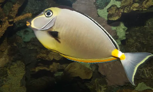 Naso Tang (Naso lituratus)