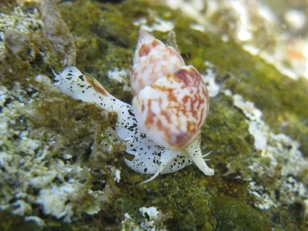 Nassarius Snail (Nassarius sp.)