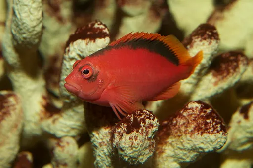 Flame Hawkfish (Neocirrhites armatus)