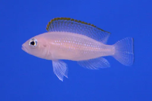 Caudopunctatus (Neolamprologus caudopunctatus)