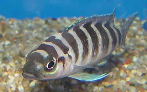Cylindricus cichlid (Neolamprologus cylindricus)