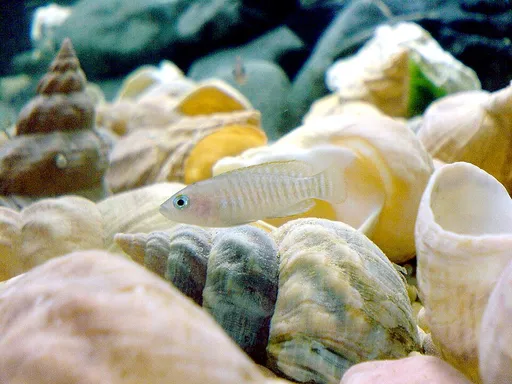 Multie shell dweller (Neolamprologus multifasciatus)