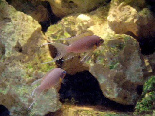 Daffodil cichlid (Neolamprologus pulcher)