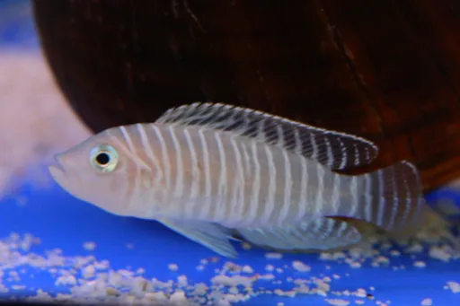 Similis shell dweller (Neolamprologus similis)