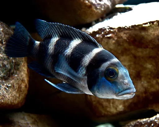 Five-bar cichlid (Neolamprologus tretocephalus)