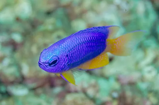 Neon Damselfish (Pomacentrus coelestis)