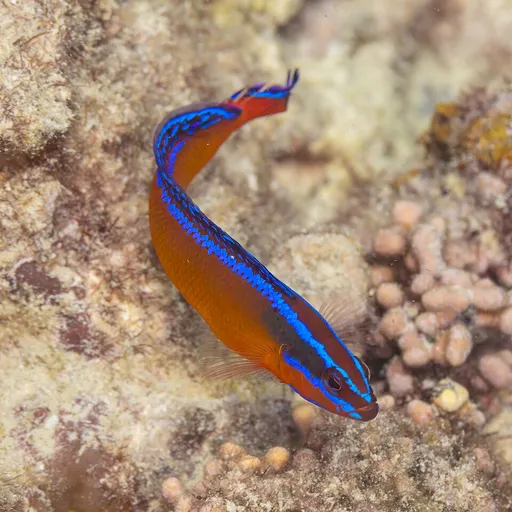 Neon Dottyback (Pseudochromis aldabraensis)