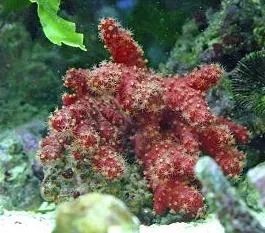 Chili Coral (Nephthyigorgia)