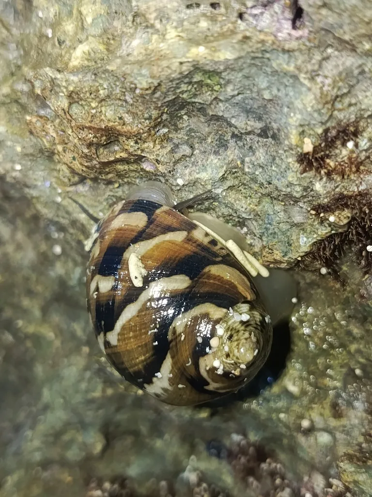 Marine Nerite Snail (Nerita sp.)