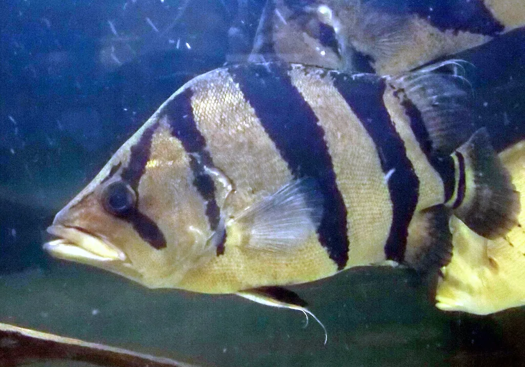 New Guinea tiger perch (Datnioides campbelli)