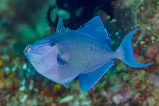 Niger Triggerfish (Odonus niger)