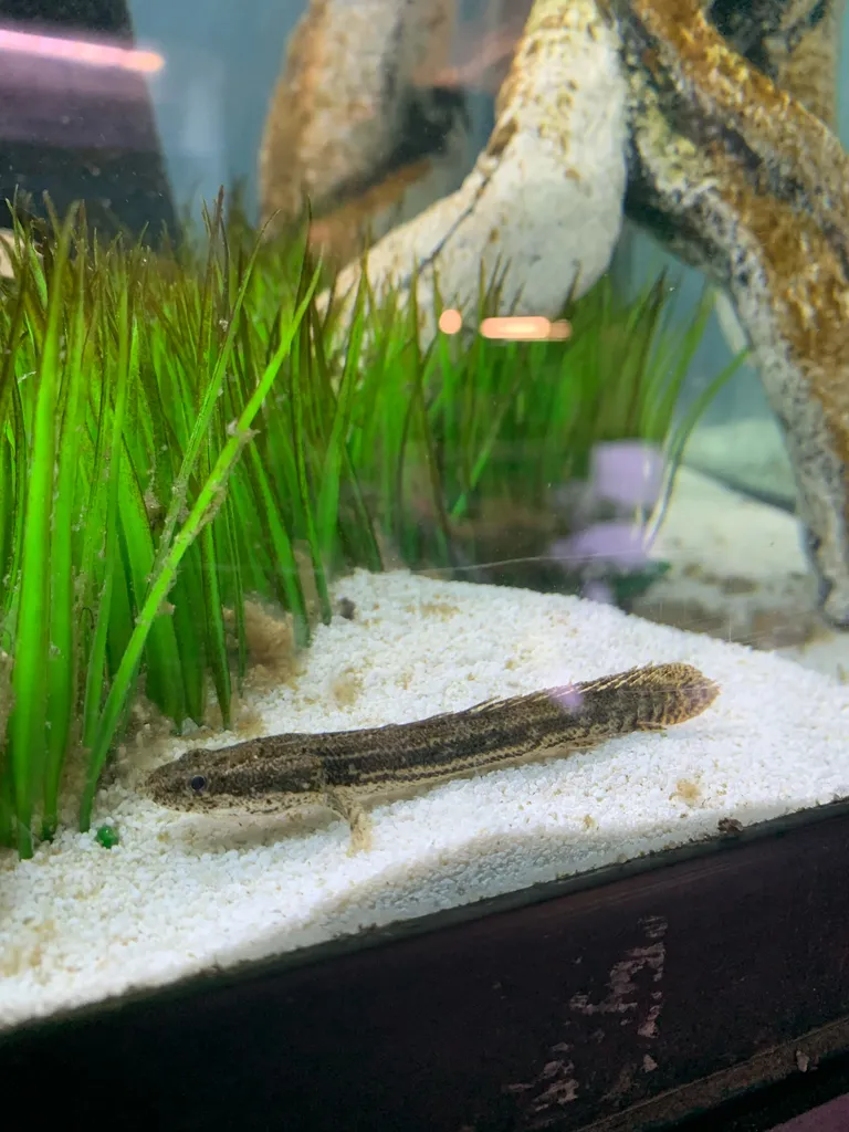 Nile bichir (Polypterus bichir)
