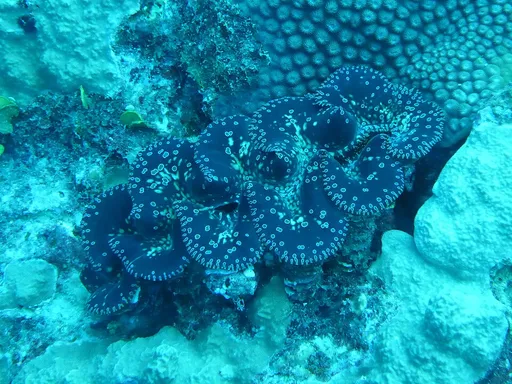Noah's Clam (Tridacna noae)
