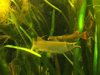 Celebes halfbeak (Nomorhamphus ebrardtii)