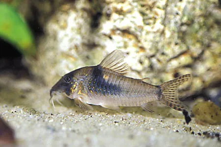 Northern longnose cory (Corydoras septentrionalis)
