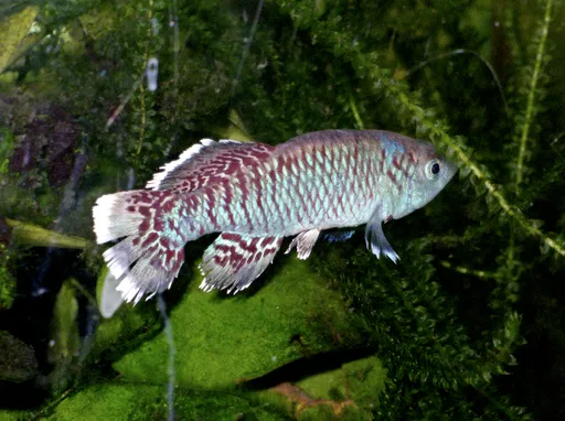 Eggers' notho (Nothobranchius eggersi)