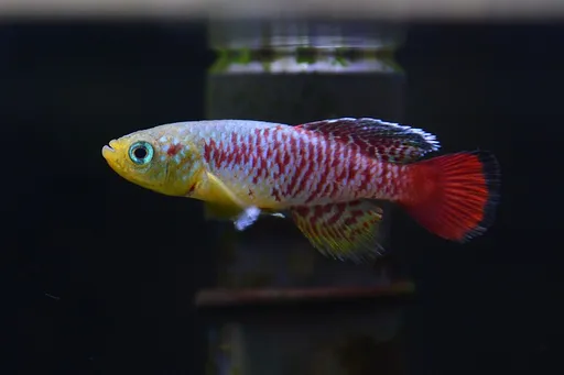 Gunther's nothobranch (Nothobranchius guentheri)