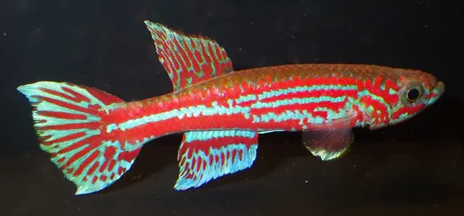 Ogowe killifish (Aphyosemion ogoense)