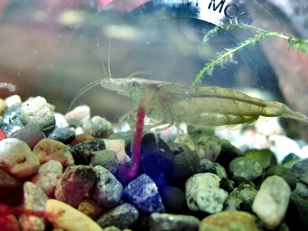 Okinawa cleaner shrimp (Neocaridina denticulata)