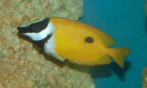 One-Spot Foxface (Siganus unimaculatus)