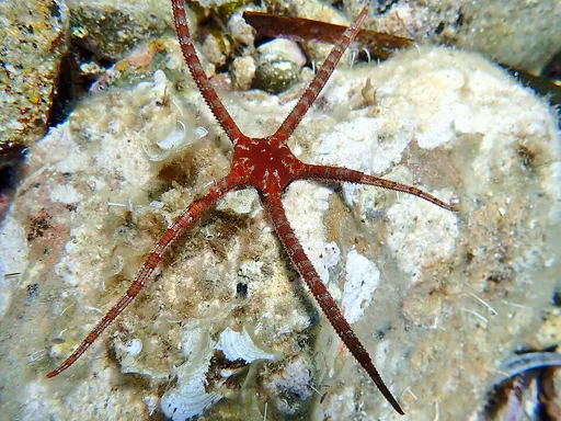 Serpent Star (Ophioderma)