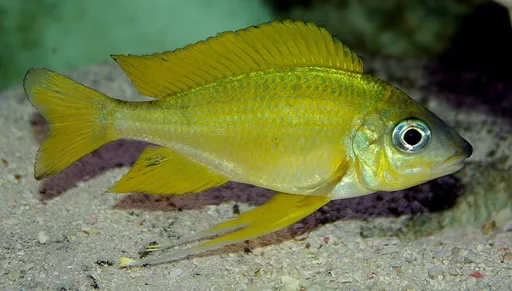 Nasuta featherfin (Ophthalmotilapia nasuta)