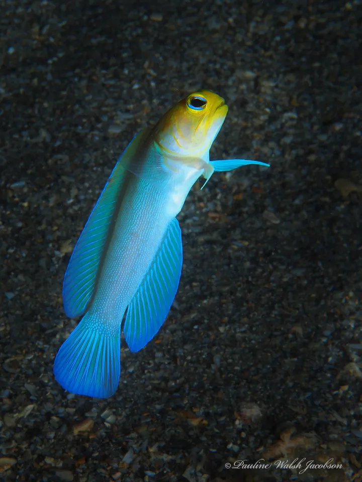 Pearly Jawfish (Opistognathus aurifrons)