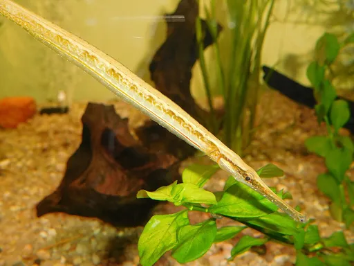 Opossum pipefish (Microphis brachyurus)
