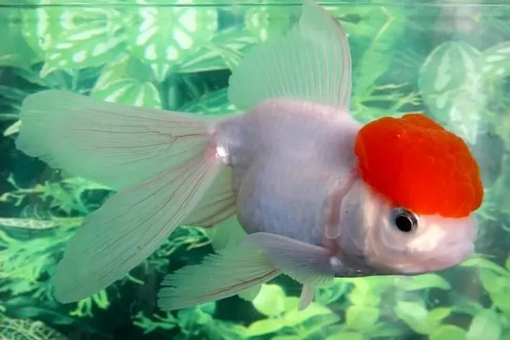Oranda (Carassius auratus)
