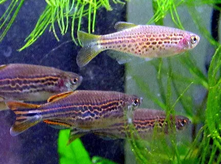 Orange-finned danio (Danio kyathit)