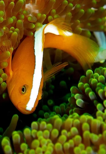 Orange Skunk Clownfish (Amphiprion sandaracinos)