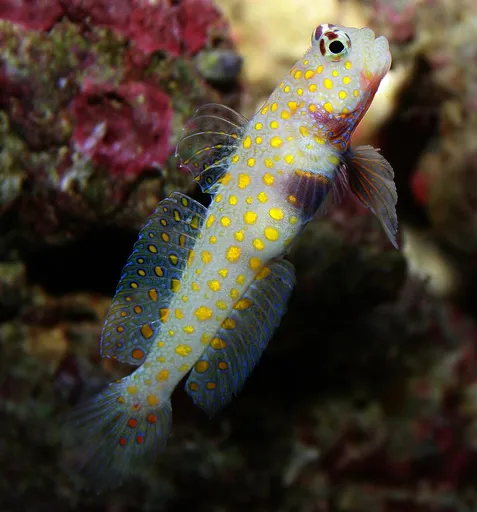 Orange-Spot Prawn Goby (Amblyeleotris guttata)