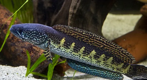 Orange-spotted snakehead (Channa aurantimaculata)