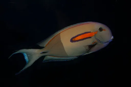 Orangeshoulder Tang (Acanthurus olivaceus)