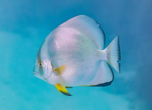 Orbiculate batfish (Platax orbicularis)