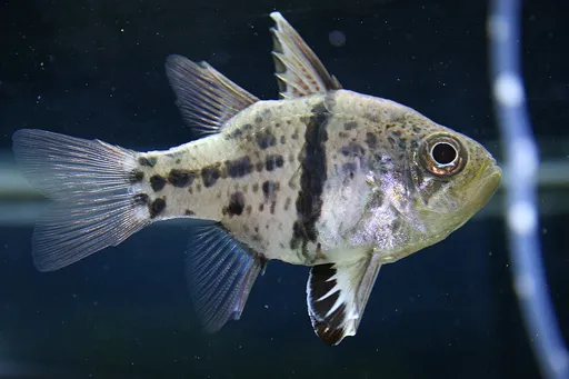 Orbiculate Cardinalfish (Sphaeramia orbicularis)