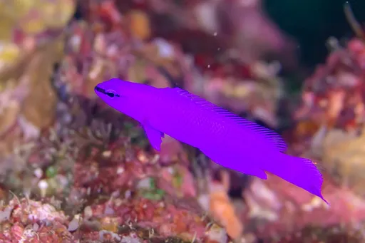 Orchid Dottyback (Pseudochromis fridmani)