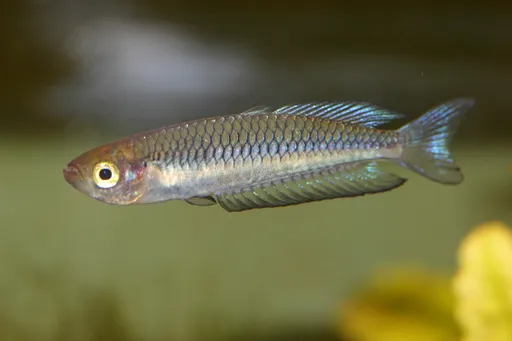 Ornate rainbowfish (Rhadinocentrus ornatus)